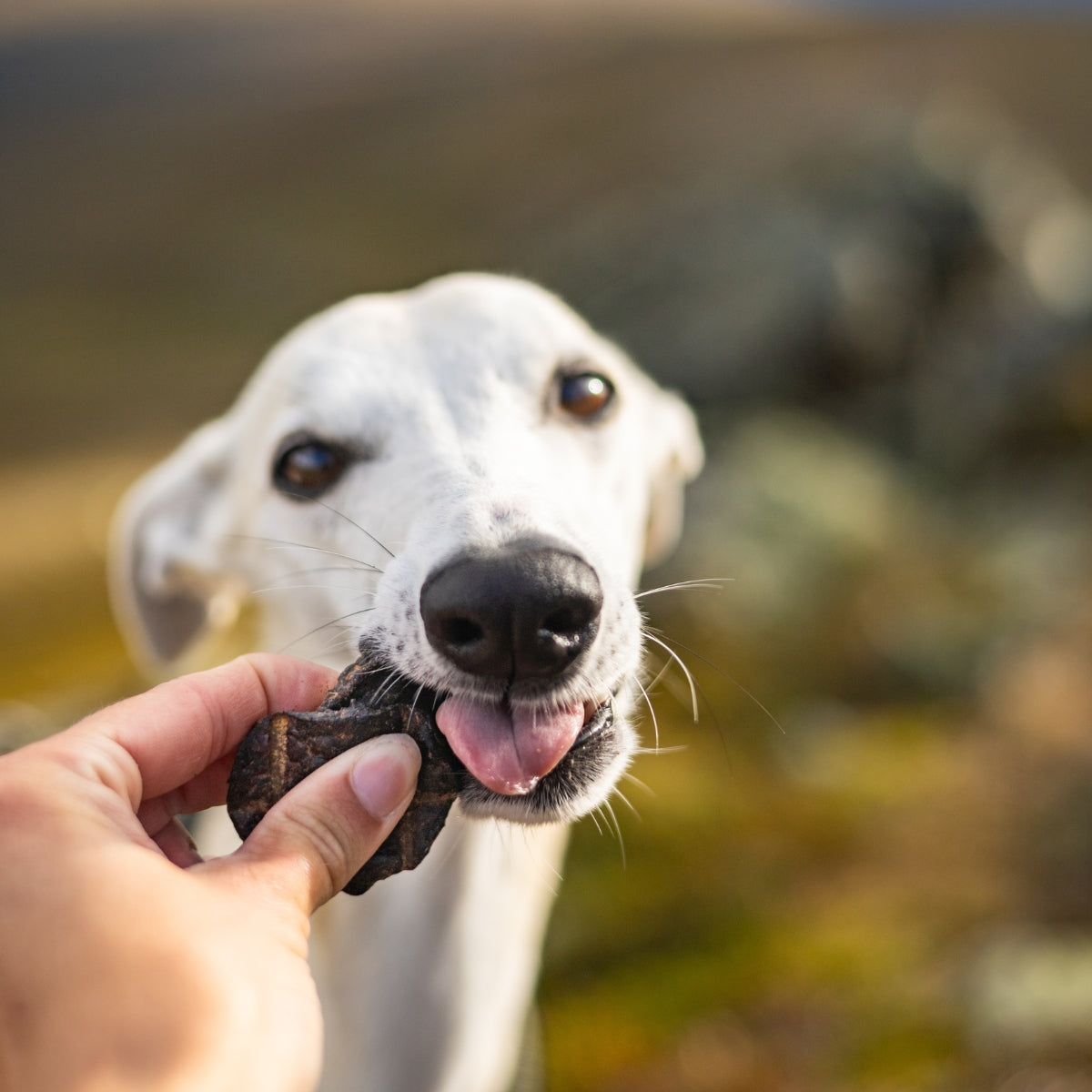 Dog eating Alvar Pet Deer Treat