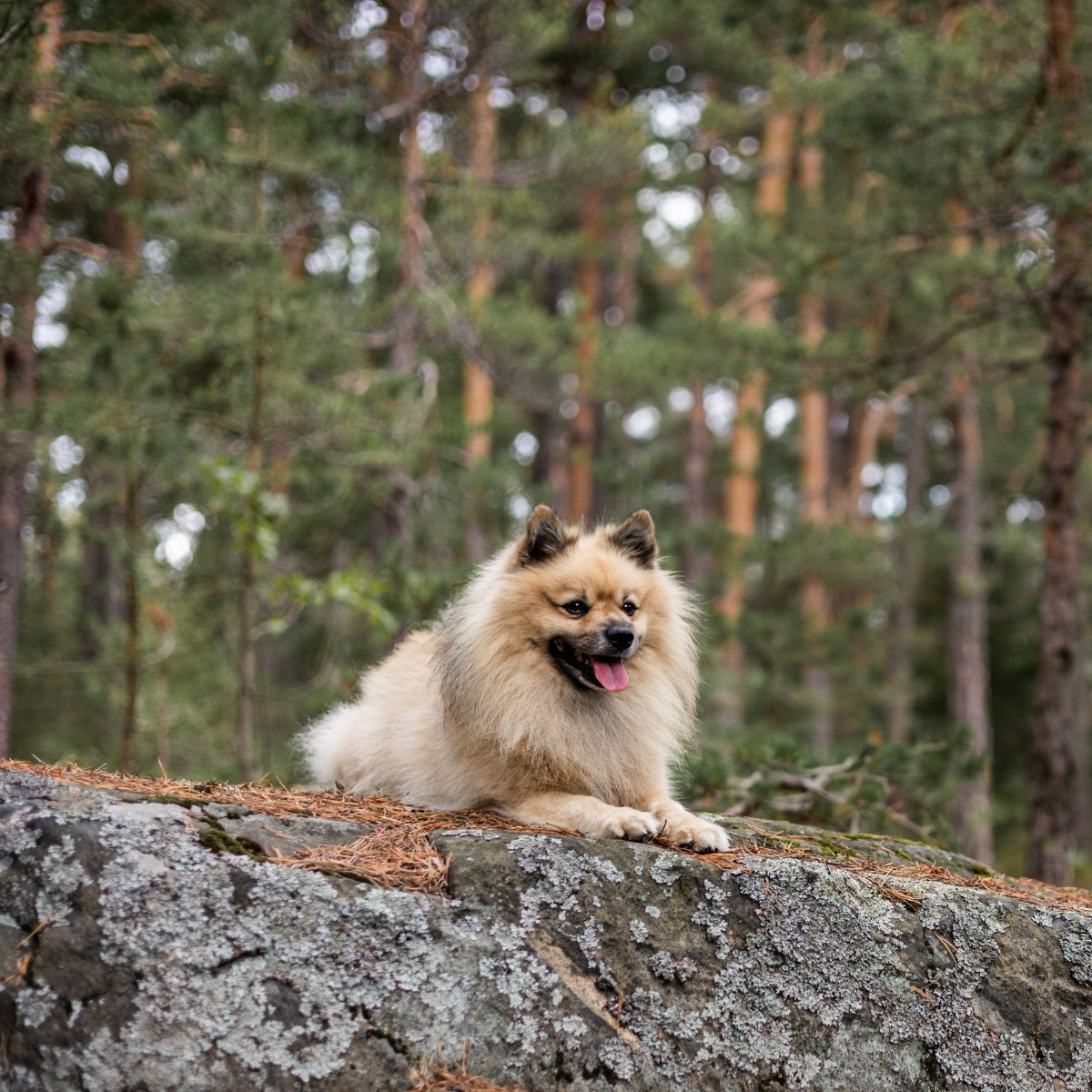 Dog in forest