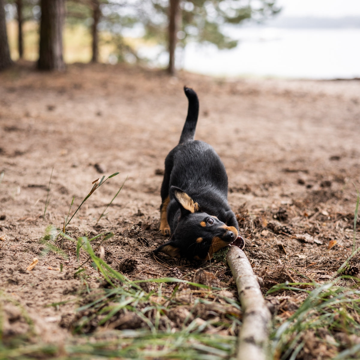 Dog playing with stick